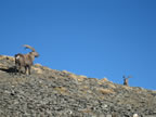 Bouquetin sous le Cheval Blanc