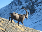 Bouquetin sous le Cheval Blanc