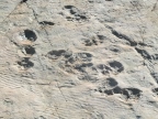 Sur les traces des dinosaures - trekking entre Chamonix et Champéry