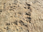 Sur les traces des dinosaures - trekking entre Chamonix et Champéry