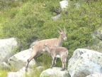 Sur les traces des dinosaures - trekking entre Chamonix et Champéry