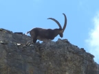 Sur les traces des dinosaures - trekking entre Chamonix et Champéry