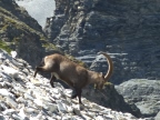 Sur les traces des dinosaures - trekking entre Chamonix et Champéry