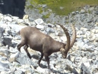 Sur les traces des dinosaures - trekking entre Chamonix et Champéry