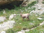 Chamois