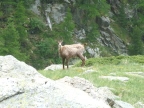 Chamois