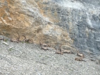 Randonnée sur les traces de dinosaures