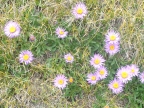 Asters des Alpes