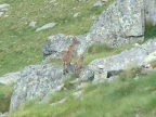 Traversée Herbetet-Sella 