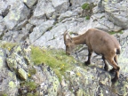 Des 4000 à Saas-Fee
