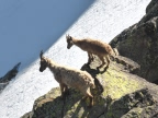 bouquetins sur l'arête Sigismodi à l'Argentera