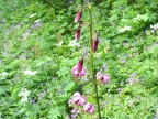 Hoehenweg der Riesen: zwischen Cervino und Monte-Rosa