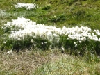 Mont-Blanc-Rundweg