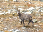 Naturpark Mont-Avic - Wandern mit Alta-Via