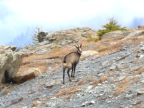 Naturpark Mont-Avic - Wandern mit Alta-Via