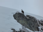 Raid à skis en Valpelline