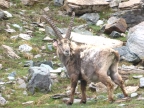 Gran Paradiso in 6 Tage mit www.Alta-Via.de