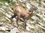 Gran Paradiso in 6 Tage mit www.Alta-Via.de