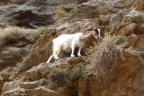 Crète : gorges d'Aradena - Anopoli - Loutro
