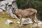 Crète : les gorges de Samaria entre Omalos et Agia Roumeli