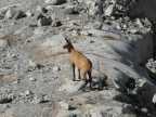 Les glaciers du Mont-Blanc