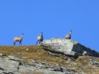 Refuge Dondena - parc du Mont-Avic - vallée d'Aoste